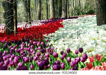 Tulips bloom in proliferation in the natural landscape of Garvins Woodland Garden in Hot Springs, Arkansas.  Multiple rows of red, purple, lilac and striped tulips bloom in the Spring sunshine.