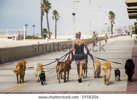 woman walking ten dogs