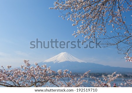 Fuji and Cherry Blossom on lake Kawaguchiko
