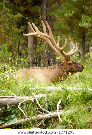 Resting elk