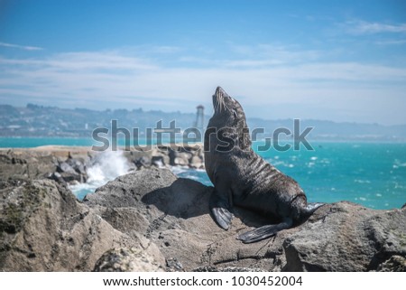 sea lion mammal in the wild, natural background, new zealand nature
