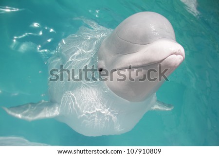 beluga whale (white whale) in water
