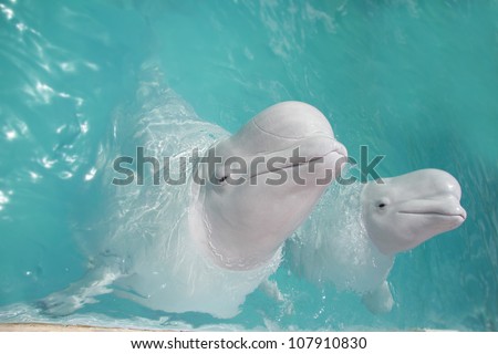 two beluga whales (white whale) in water