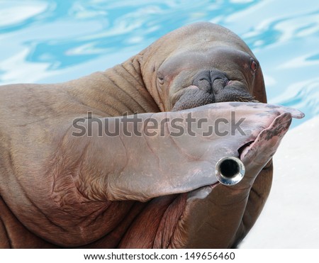 walrus portrait in zoo