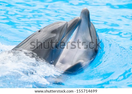 two dolphins playing in water park, performance, show