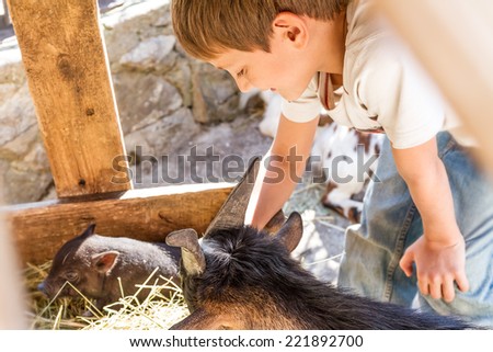 young boy taking care of domestic animals on a farm