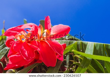 bright red flower on tropical palm tree leaves and blue sky background