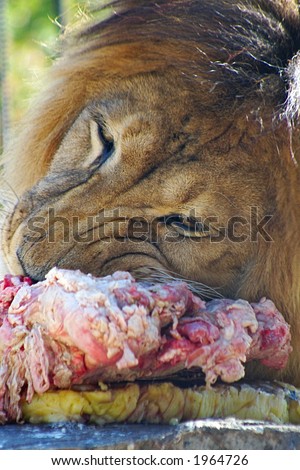 close up of lion eating meat