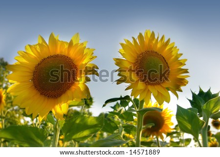 two sun flowers over sky background