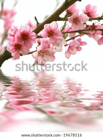 stock photo : peach flowers and reflection over white
