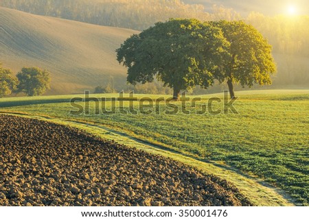 twin trees in green tuscany fields on a sunny warm autumn morning with a sun flare