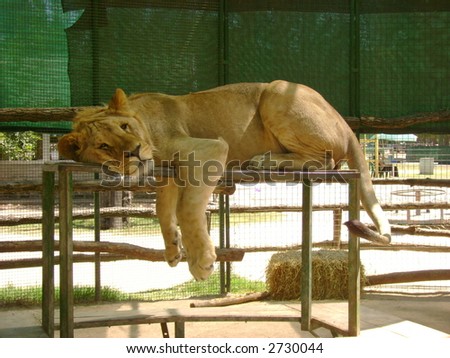 lion sleep