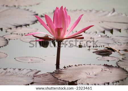 blooming lotus flower and withered lotus leaf