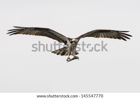 Soaring osprey carrying a fish in it\'s talons