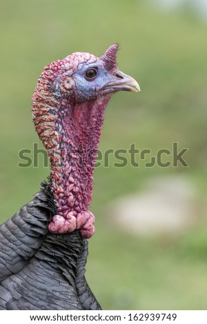 Wild Eastern turkey head shot close up