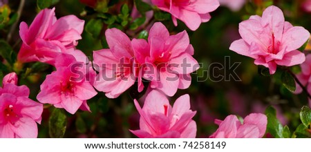 Banner of vivid pink azalea blossoms
