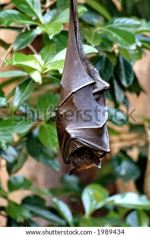 Bats Sleeping
