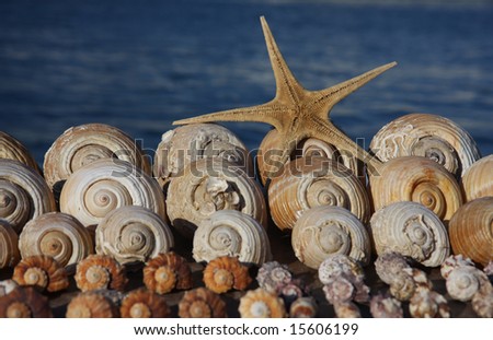 spiral snail shells and star-fish against see background