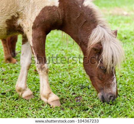 Dwarf horses in garden white and brown color