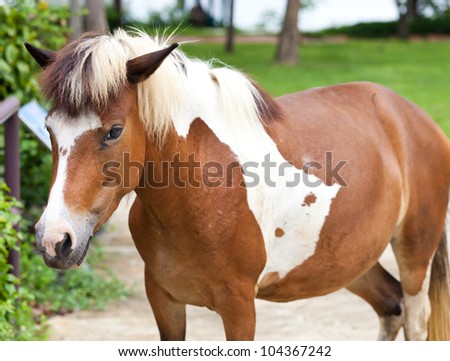 Dwarf horses in garden white and brown color
