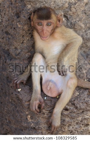 Rhesus Macaque Baby