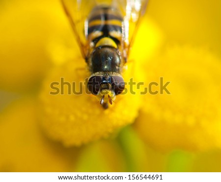 Close-up of a black and yellow bee eating pollen within a bright yellow flower patch.