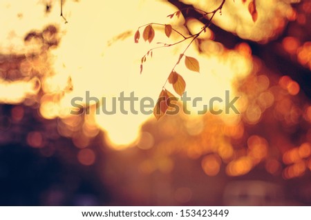 Setting sun as seen through fall foliage and bokehed background