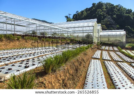 Vetiver glass protecting soil slide in vegetable farm