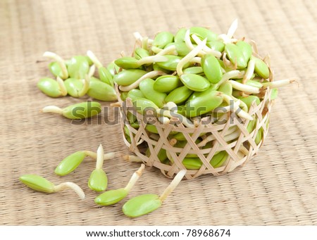 Riang Parkia seeds Thai side dishes and can makes variety of Thai  curry it\'s Southeast Asia tropical plants