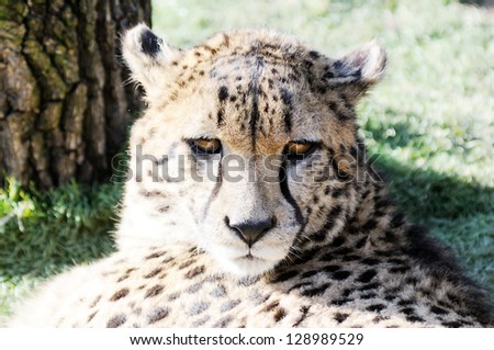 Cheetah face closeup portrait showing fur detail