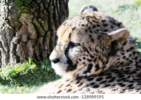 Closeup profile of cheetah head and face showing fur detail