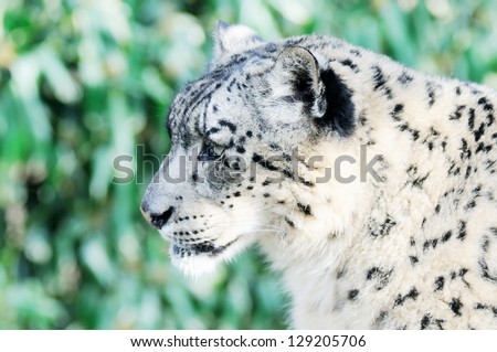 Closeup profile of snow leopard face with fur detail