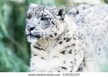 Closeup of alert snow leopard looking and watching