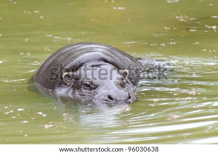 Pygmy hippo swimming in a pool