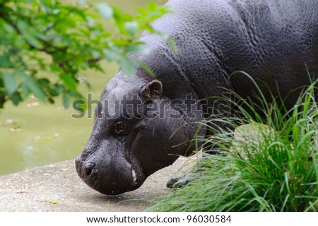 Pygmy hippo close to water