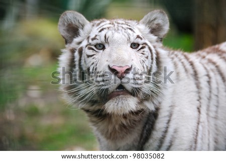 White tiger with mouth open looks at camera