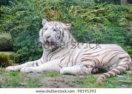 White Tiger lays down with mouth open
