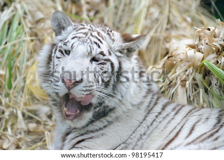 White tiger licking open mouth