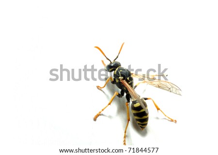 Wall Wasp