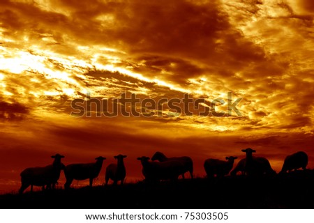USA, West Virginia, Webster County, Family farm, sheep at sunrise