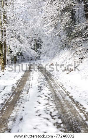 Winter, Monongahela National Forest, Forest Service Road 76 along Cranberry River, West Virginia, USA
