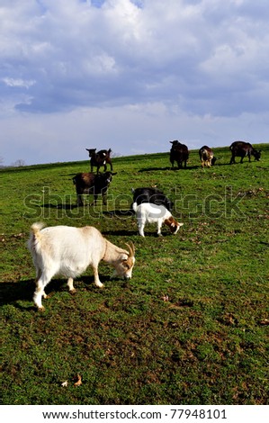 Pygmy goats grazing, family farm, Webster County, West Virginia, USA