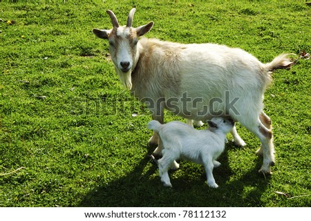 Pygmy goat kid nursing nanny, family farm, Webster County, West Virginia, USA