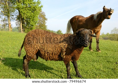 Buck sheep portrait being ruined by his pal the horse,  pasture field, family farm, Webster County, West Virginia, USA