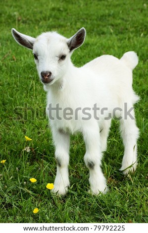 Pygmy goat kid, family farm, Webster County, West Virginia, USA