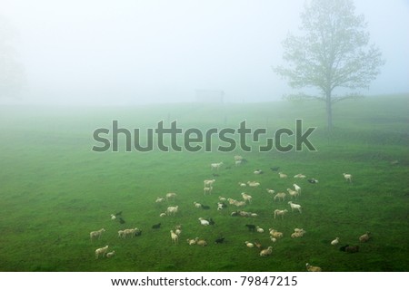 Sheep in Fog, Morning Light, family farm, Webster County, West Virginia, USA