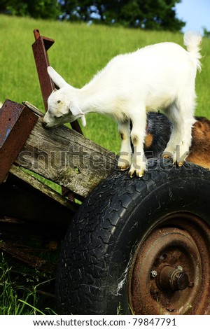 Pygmy goat kid of wheel, family farm, Webster County, West Virginia, USA