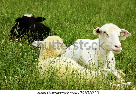 Sheep on family farm, ewe and lambs, Webster County, West Virginia, USA.  Sheep breed is Katahdin and Barbados Blackbelly mix.