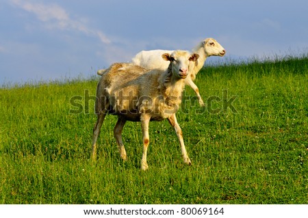 Grazing sheep in Evening Light, family farm, Webster County, West Virginia, USA