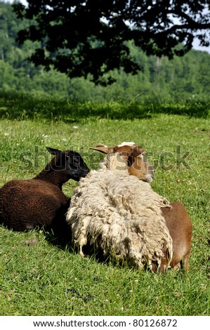 Shedding hair sheep on family farm, Webster County, West Virginia, USA.  Sheep breed is Katahdin and Barbados Blackbelly mix.